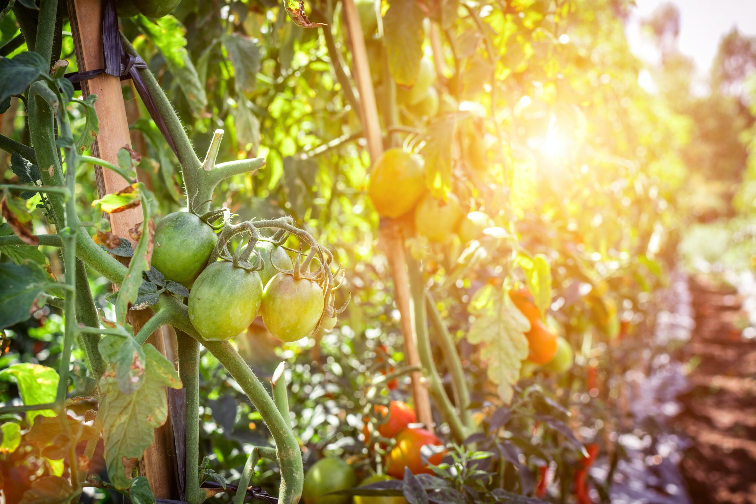 Fotografia de lavoura de tomates sob a luz do sol, de autoria de Artem Beliaikin no Pexels