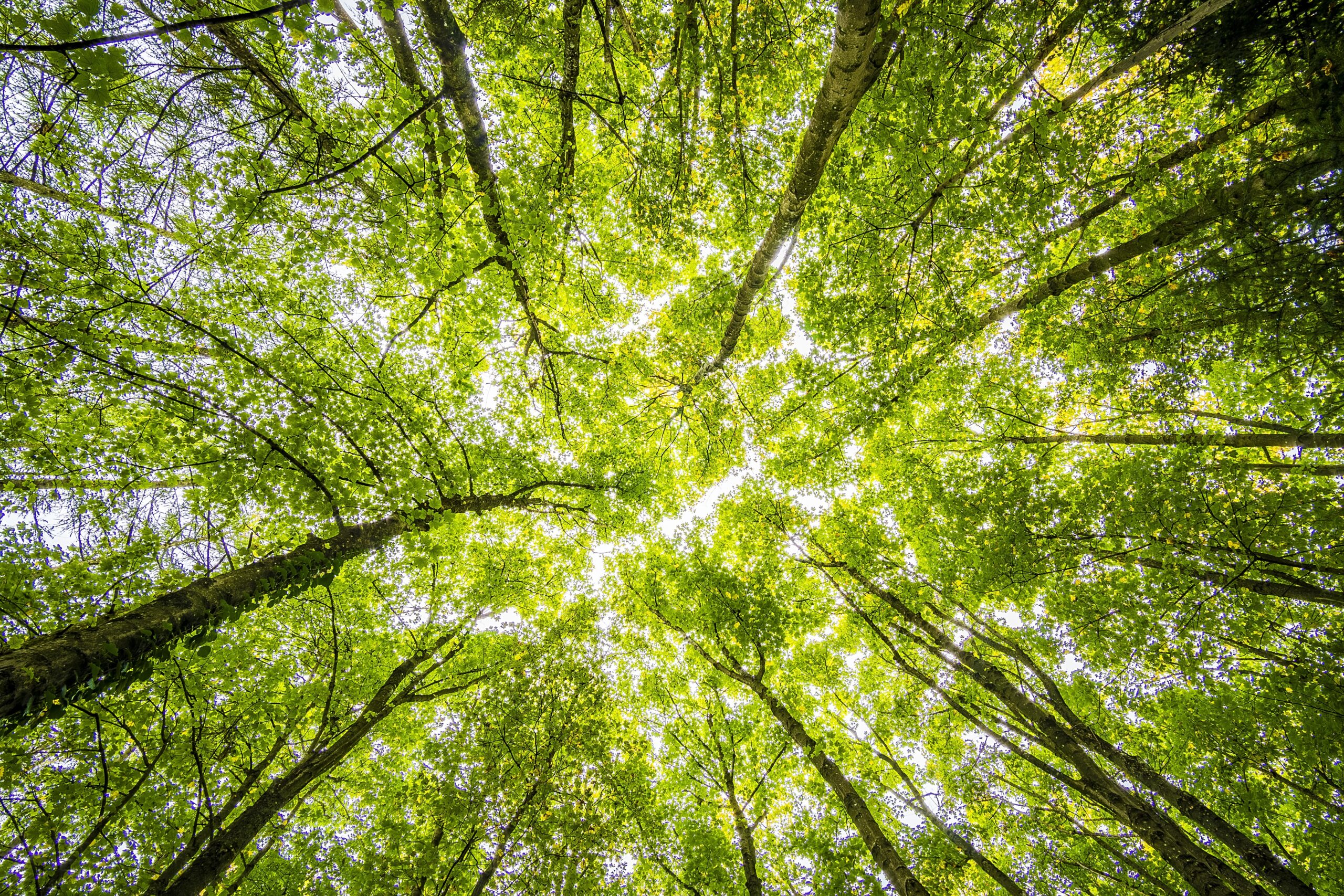 Fotografia de copas de árvores de Felix Mittermeier no Pexels