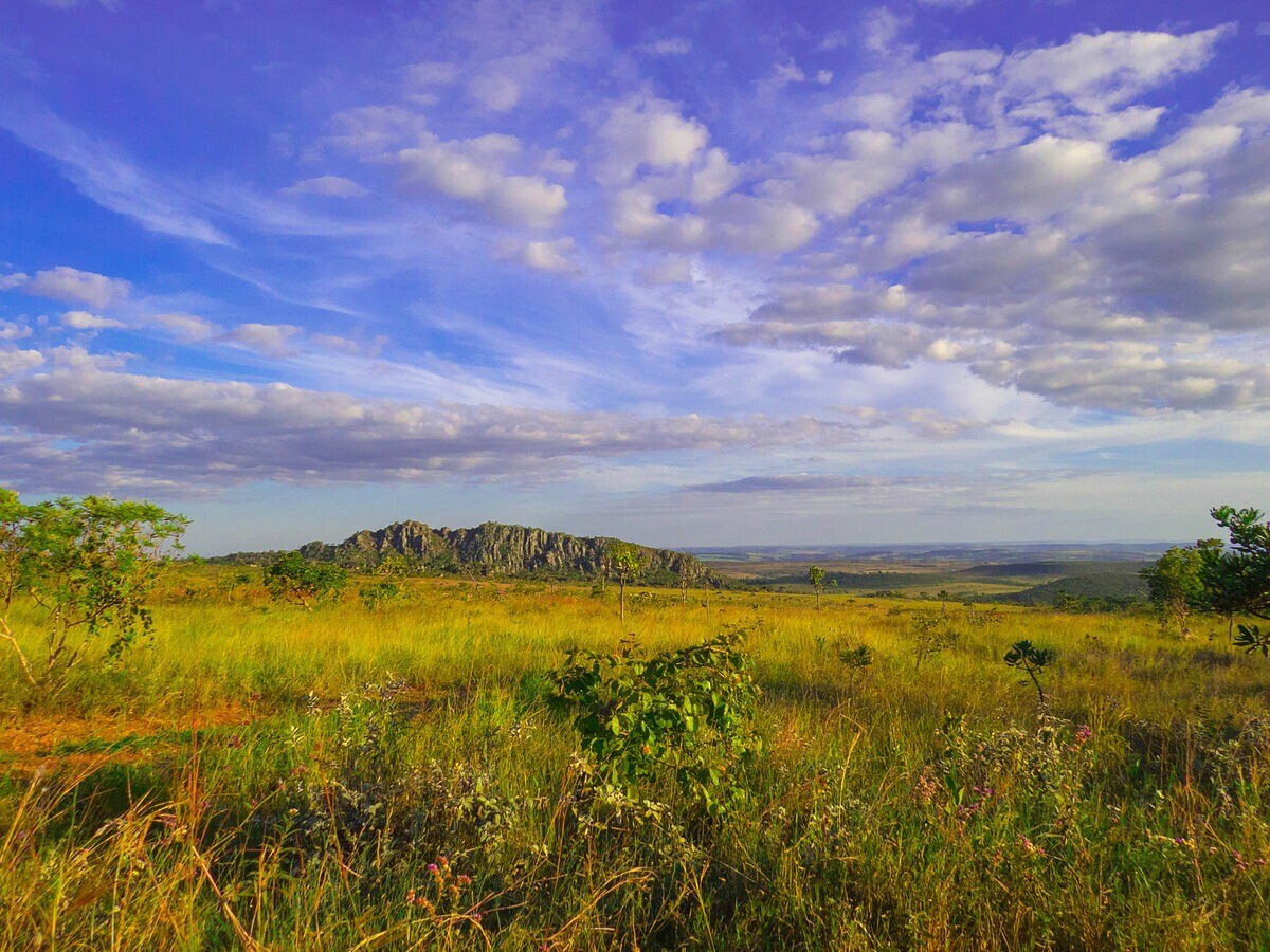 Fotografia mostra paisagem típica do bioma Cerrado